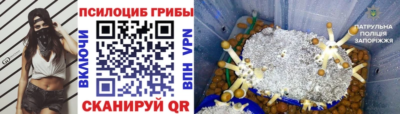дарнет шоп  Миллерово  Псилоцибиновые грибы мухоморы 